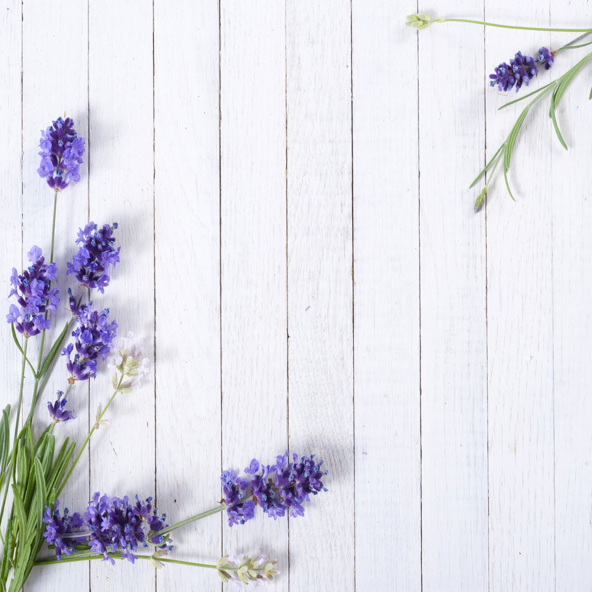 Officinale Grid Image